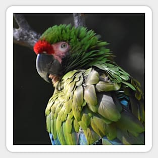 Military Macaw Sticker